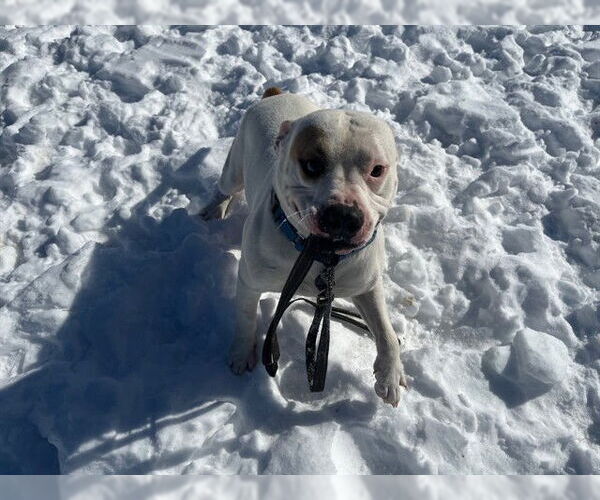Medium Photo #2 Staffordshire Bull Terrier-Unknown Mix Puppy For Sale in Louisville, KY, USA
