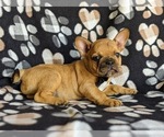 Small Photo #3 French Bulldog Puppy For Sale in CHRISTIANA, PA, USA