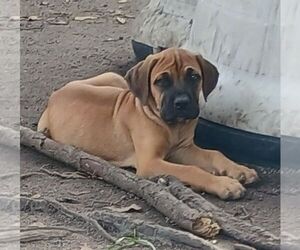 Cane Corso Puppy for sale in COTTAGEVILLE, SC, USA