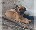 Small Cane Corso