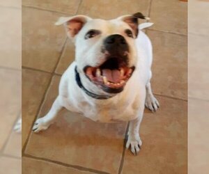 American Pit Bull Terrier-Unknown Mix Dogs for adoption in Royal Palm Beach , FL, USA