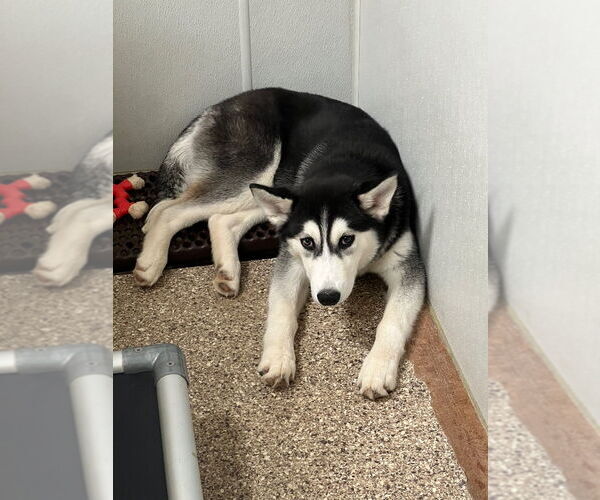 Medium Photo #2 - Mix Puppy For Sale in Great Bend, KS, USA