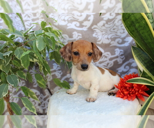 Dachshund Puppy for sale in SHILOH, OH, USA