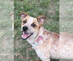 Small Mutt
