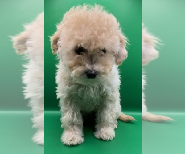 Medium Photo #3 Cavapoochon (Miniature) Puppy For Sale in BLUE MOUND, TX, USA