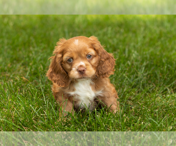Medium Photo #12 Cocker Spaniel Puppy For Sale in NAPPANEE, IN, USA