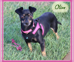 Chihuahua-Unknown Mix Dogs for adoption in Cranston, RI, USA