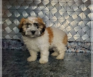 Poodle (Miniature)-Shih-Poo Mix Puppy for sale in GOSHEN, IN, USA