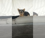 Small Photo #58 Yorkshire Terrier Puppy For Sale in BENSON, NC, USA