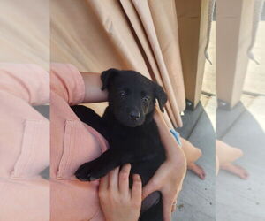 Labrador Retriever-Unknown Mix Dogs for adoption in Dana Point, CA, USA