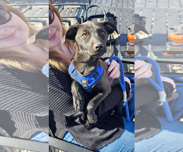 Medium Photo #5 Mutt Puppy For Sale in Fort Collins, CO, USA