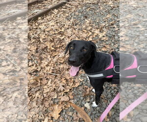 Greyhound-Labrador Retriever Mix Dogs for adoption in Brewster, NY, USA