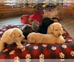 Small Photo #28 Labrador Retriever Puppy For Sale in LEASBURG, MO, USA