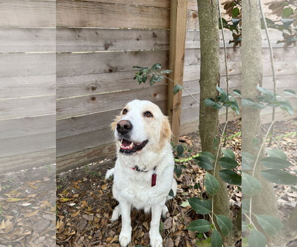 Medium Photo #9 Great Pyrenees Puppy For Sale in Spring, TX, USA