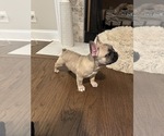 Small Photo #2 French Bulldog Puppy For Sale in CLARKSVILLE, TN, USA