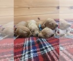Image preview for Ad Listing. Nickname: Doodle