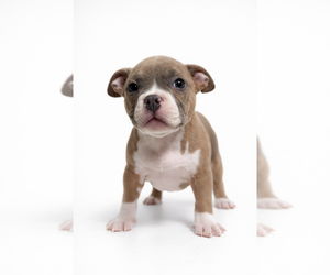 Medium American Bully