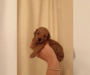 Medium Goldendoodle (Miniature)