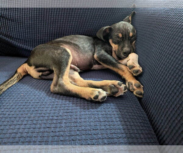 Medium Photo #5 Rat Terrier-Unknown Mix Puppy For Sale in Mount Laurel, NJ, USA