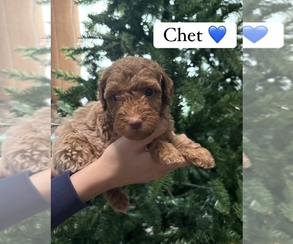 Medium Photo #1 Goldendoodle (Miniature) Puppy For Sale in HARRINGTON, DE, USA