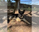 Small Photo #1 Shollie Puppy For Sale in EASLEY, SC, USA