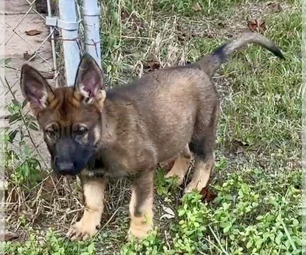 Medium Photo #8 German Shepherd Dog Puppy For Sale in PURVIS, MS, USA