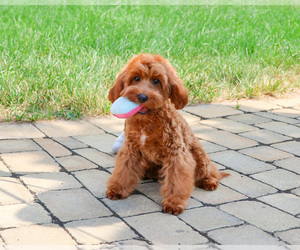 Cavapoo (Miniature) Puppy for Sale in SYRACUSE, Indiana USA
