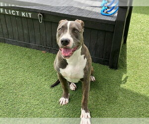 Mutt Dogs for adoption in Orange, CA, USA