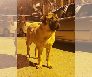 Mastiff Puppy for sale in Belgrade, Central Serbia, Serbia