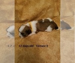 Small Photo #13 Havanese Puppy For Sale in DREXEL, MO, USA