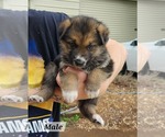 Small #1 German Shepherd Dog Mix
