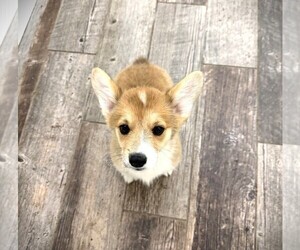 Pembroke Welsh Corgi Puppy for sale in INDIANAPOLIS, IN, USA