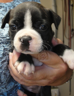 Medium Photo #1 Boston Terrier Puppy For Sale in MULINO, OR, USA