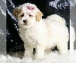 Small #3 Maltipoo
