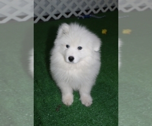 Samoyed Puppy for Sale in SHAWNEE, Oklahoma USA