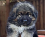 Small #6 King Shepherd