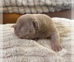 Small #1 French Bulldog