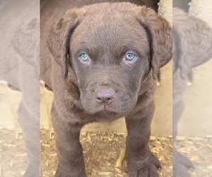 Chesapeake Bay Retriever Puppy for sale in ALTAMONT, IL, USA