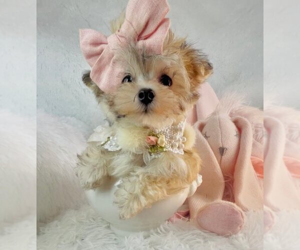 Medium Photo #6 Morkie Puppy For Sale in WEST PALM BEACH, FL, USA