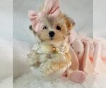 Small #5 Morkie
