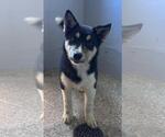 Small #5 Siberian Husky Mix