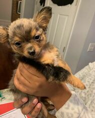 Chihuahua Puppy for sale in FRED, VA, USA