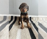 Small Doberman Pinscher