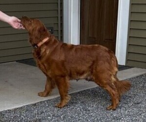 Mother of the Golden Retriever puppies born on 08/28/2026