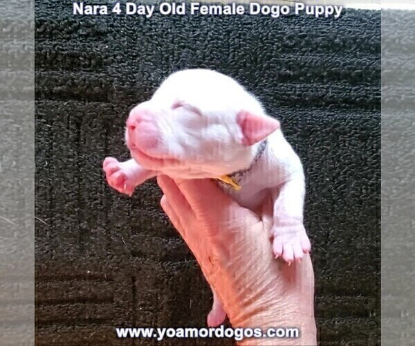 Medium Photo #9 Dogo Argentino Puppy For Sale in JANE, MO, USA