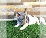 Small Photo #11 French Bulldog Puppy For Sale in CARY, NC, USA