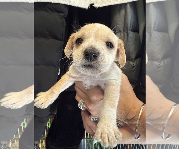 Medium Photo #1 Chihuahua Puppy For Sale in Jackson Township, NJ, USA