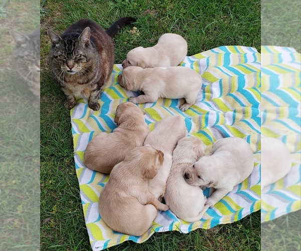 Medium Photo #9 Labrador Retriever Puppy For Sale in OLYMPIA, WA, USA