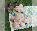 Small #8 Labrador Retriever