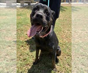 Rottweiler Dogs for adoption in Riverside, CA, USA